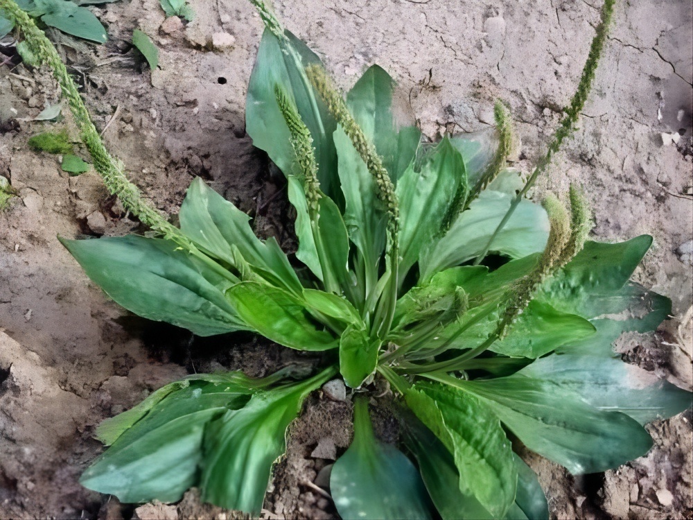 田间野菜搭配红烧肉，吃得美味，健康加倍！